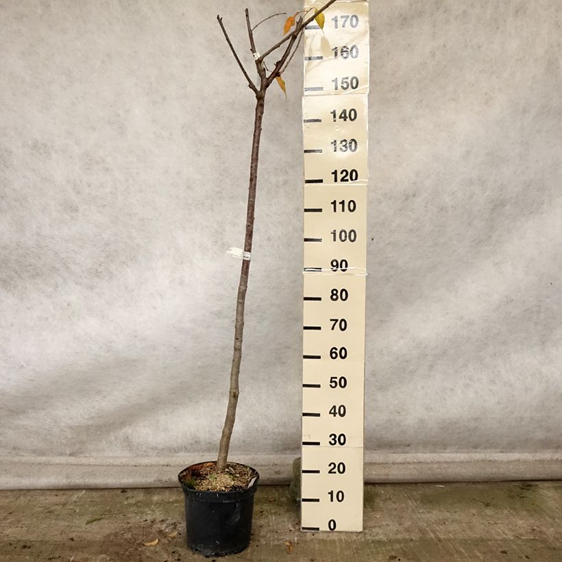 Amostra de Cerejeira Bigaaeau Bigalise Georges Delbard - Prunus avium Vaso de 7,5 L/10 L, Meia haste tal como entregue no outono