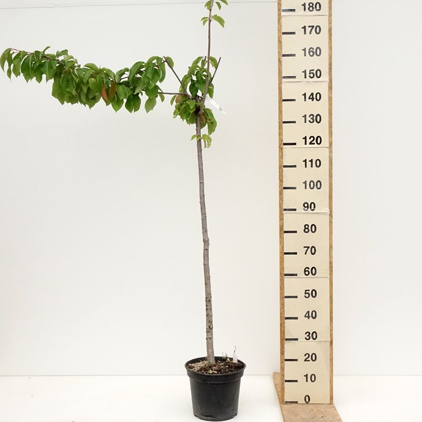 Amostra de Cerejeira Bigaaeau Bigalise Georges Delbard - Prunus avium Vaso de 7,5 L/10 L, Meia haste tal como entregue na primavera