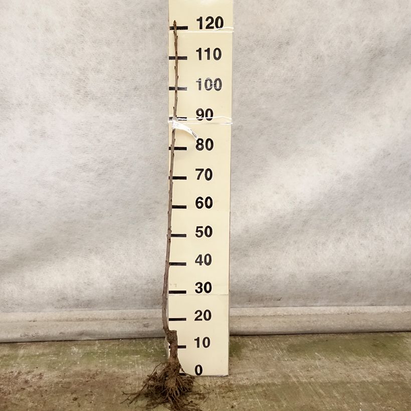 Amostra de Cerejeira Bigaaeau Bigalise Georges Delbard - Prunus avium Raízes nuas, Rebento tal como entregue no outono