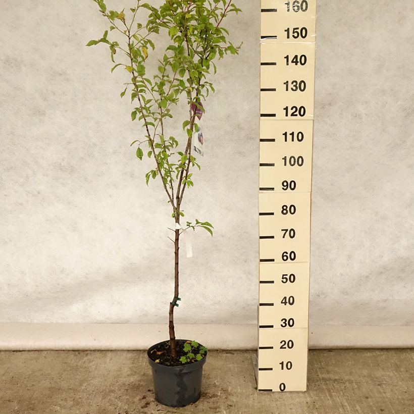 Amostra de Cerejeira Bigarreau Burlat - Prunus avium Vaso de 7,5 L/10 L, Copo tal como entregue no verão