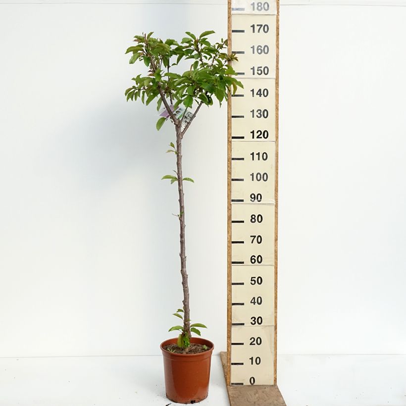 Amostra de Cerejeira Bigarreau Burlat - Prunus avium Vaso de 7,5 L/10 L, Meia haste tal como entregue na primavera