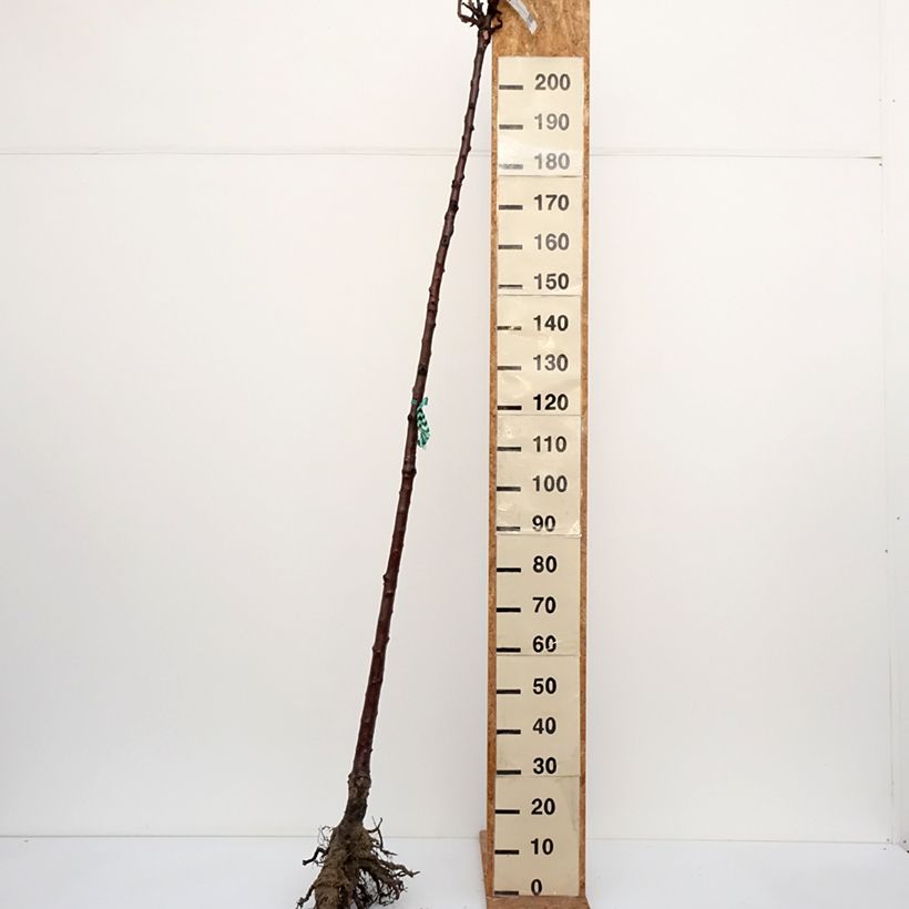 Amostra de Cerisier Bigarreau Burlat Raízes nuas, Haste alta tal como entregue no inverno