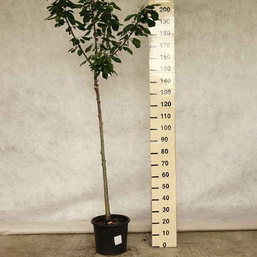Amostra de Cerejeira Bigarreau Burlat - Prunus avium Vaso de 7,5 L/10 L, Meia haste tal como entregue no verão