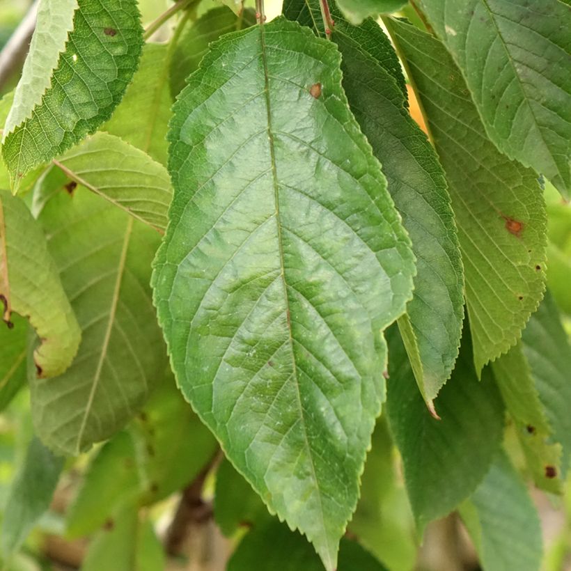 Cerejeira Bigarreau Coeur de Pigeon - Prunus cerasus (Folhagem)