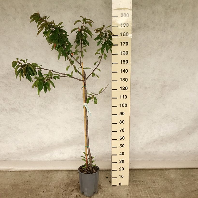 Amostra de Cerejeira Bigarreau Coeur de Pigeon - Prunus cerasus Vaso de 7,5 L/10 L, Copo tal como entregue no verão