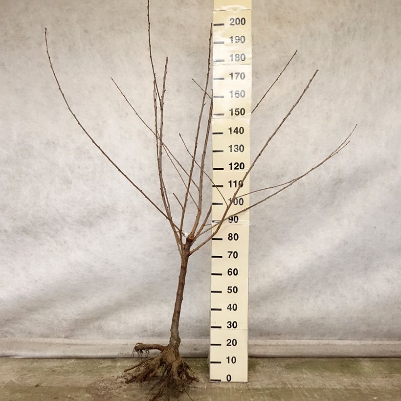 Amostra de Cerejeira Bigarreau de La Saint Jean - Prunus avium Raízes nuas, Copo tal como entregue no outono