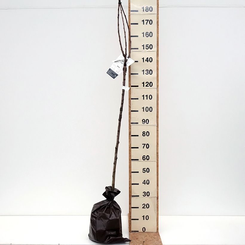 Amostra de Cerejeira Bigarreau de La Saint Jean - Prunus avium Torrão "Pronto a plantar", Meia haste tal como entregue no outono