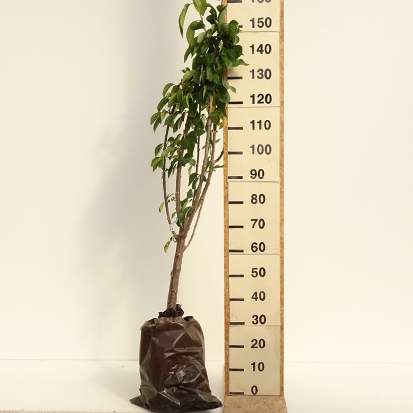 Amostra de Cerejeira Bigarreau Délice de Malicorne Georges Delbard - Prunus avium Torrão "Pronto a plantar", Copo tal como entregue no verão