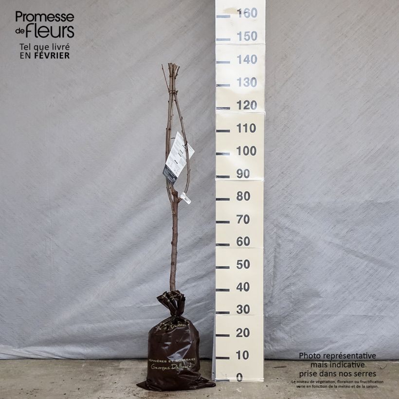 Amostra de Cerisier Bigarreau Délice de Malicorne - Georges Delbard Motte "Prêt-à-planter", Gobelet tal como entregue no inverno