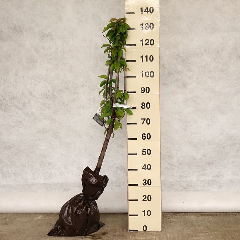 Amostra de Cerejeira Bigarreau Délice de Malicorne Georges Delbard - Prunus avium Torrão "Pronto a plantar", Copo tal como entregue na primavera