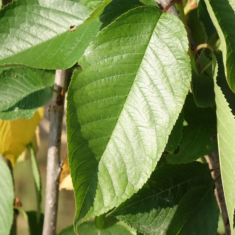Cerejeira Bigarreau Délice de Malicorne Georges Delbard - Prunus avium (Folhagem)