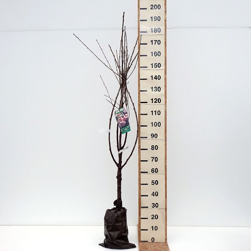 Amostra de Cerejeira Bigarreau Délice de Malicorne Georges Delbard - Prunus avium Torrão "Pronto a plantar", Copo tal como entregue no outono