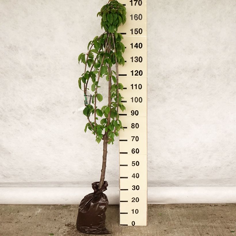 Amostra de Cerejeira Bigarreau Hâtif Delbard Georges Delbard - Prunus avium Torrão "Pronto a plantar", Copo tal como entregue na primavera