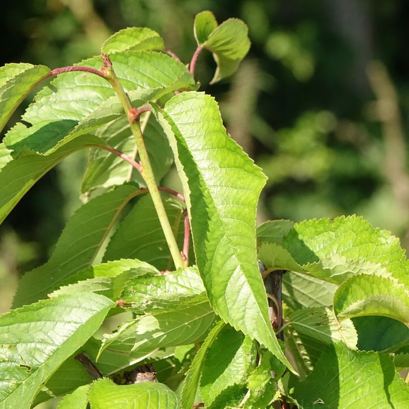Cerejeira Bigarreau Hâtif Delbard Georges Delbard - Prunus avium (Folhagem)