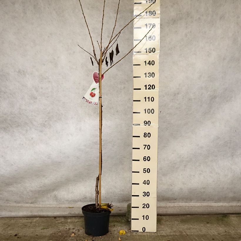 Amostra de Cerejeira Bigarreau Hedelfingen - Prunus cerasus Vaso de 7,5 L/10 L, Meia haste tal como entregue no outono