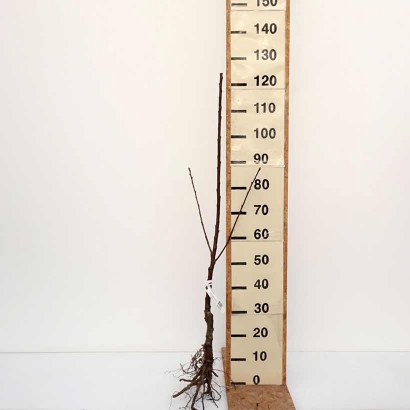 Amostra de Cerisier Bigarreau Jaune de Missens Bio Grandes Racines nues, Scion tal como entregue no inverno