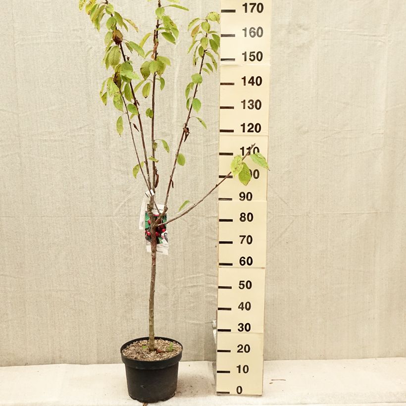 Amostra de Cerejeira Bigarreau Marmotte - Prunus cerasus Vaso de 7,5 L/10 L, Copo tal como entregue no verão