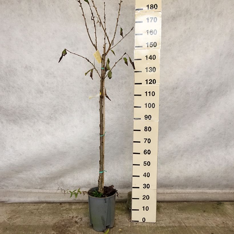 Amostra de Cerejeira Bigarreau Moreau - Prunus avium Vaso de 7,5 L/10 L, Meia haste tal como entregue no outono