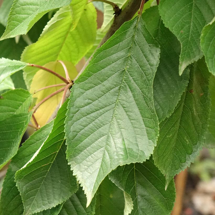 Cerejeira Bigarreau Moreau - Prunus avium (Folhagem)