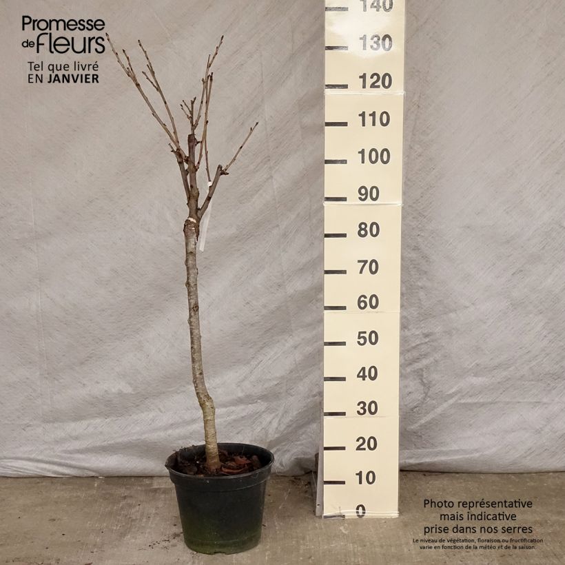 Amostra de Cerisier Bigarreau Moreau - Prunus avium Vaso de 7,5 L/10 L, Copo tal como entregue no inverno