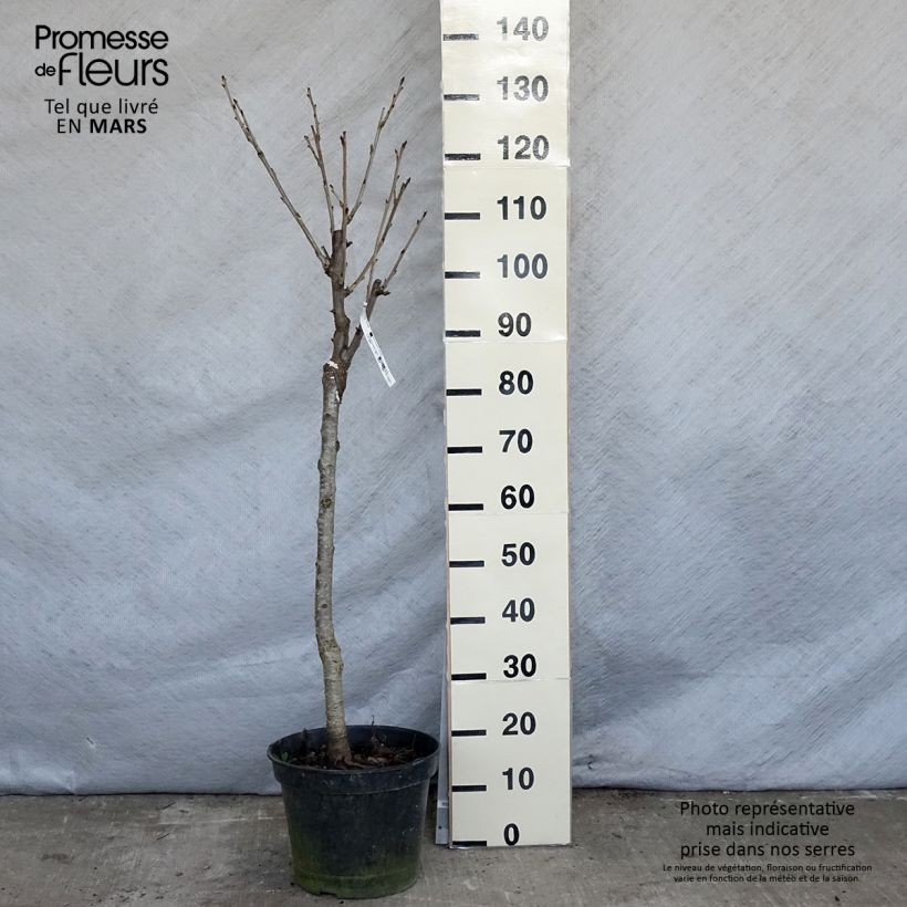 Amostra de Cerejeira Bigarreau Moreau - Prunus avium Vaso de 7,5 L/10 L, Copo tal como entregue na primavera