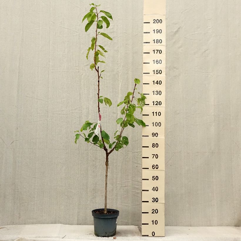 Amostra de Cerejeira Bigarreau Napoleão  - Prunus cerasus Vaso de 7,5 L/10 L, Copo tal como entregue no verão