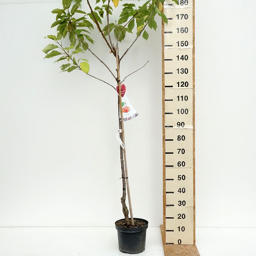 Amostra de Cerejeira Bigarreau Napoleão  - Prunus cerasus Vaso de 7,5 L/10 L, Meia haste tal como entregue no verão