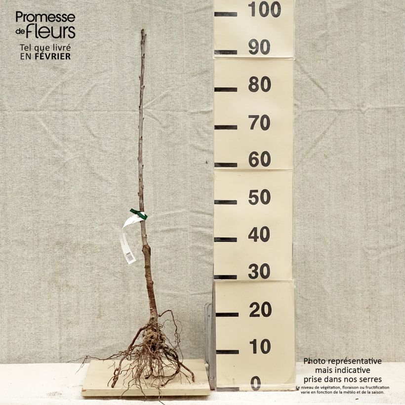 Amostra de Cerisier Bigarreau Noir de Meched Bio Racines nues tal como entregue no inverno