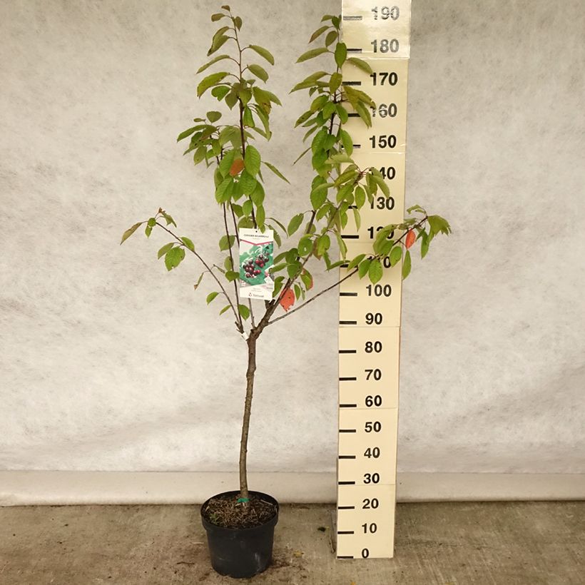 Amostra de Cerejeira Bigarreau Reverchon - Prunus avium Vaso de 7,5 L/10 L, Copo tal como entregue no verão