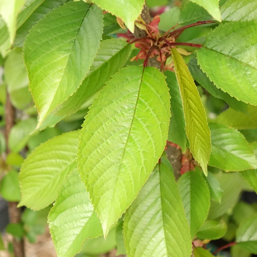 Cerejeira Bigarreau Reverchon - Prunus avium (Folhagem)