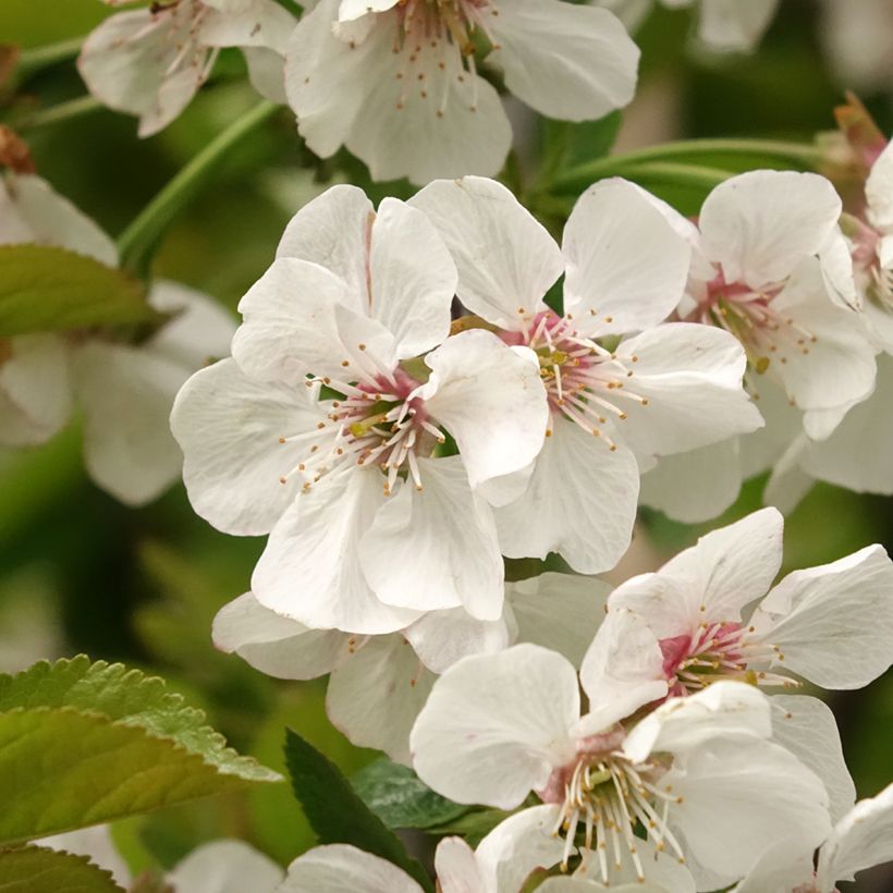 Cerejeira Bigarreau Reverchon - Prunus avium (Floração)