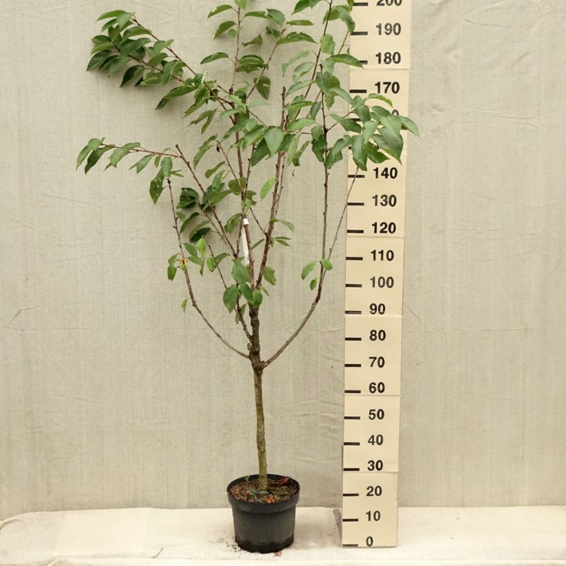 Amostra de Cerejeira Bigarreau Summit - Prunus avium Vaso de 7,5 L/10 L, Copo tal como entregue no verão
