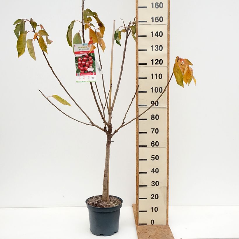 Amostra de Cerejeira Bigarreau Summit - Prunus avium Vaso de 7,5 L/10 L, Copo tal como entregue no outono