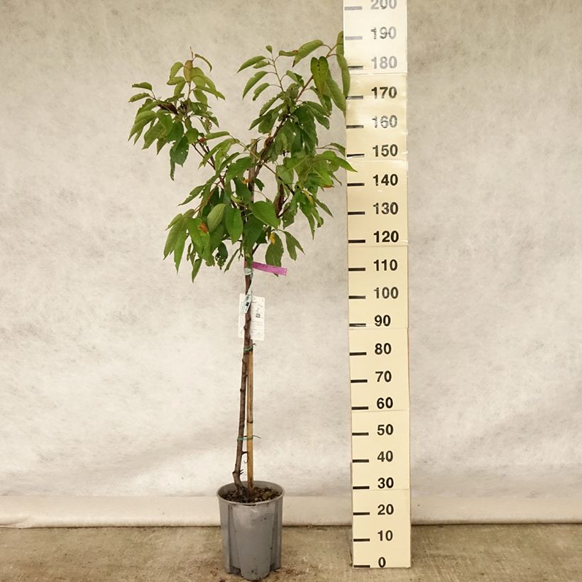 Amostra de Cerejeira Bigarreau Sunburst - Prunus avium Vaso de 7,5 L/10 L, Meia haste tal como entregue no verão