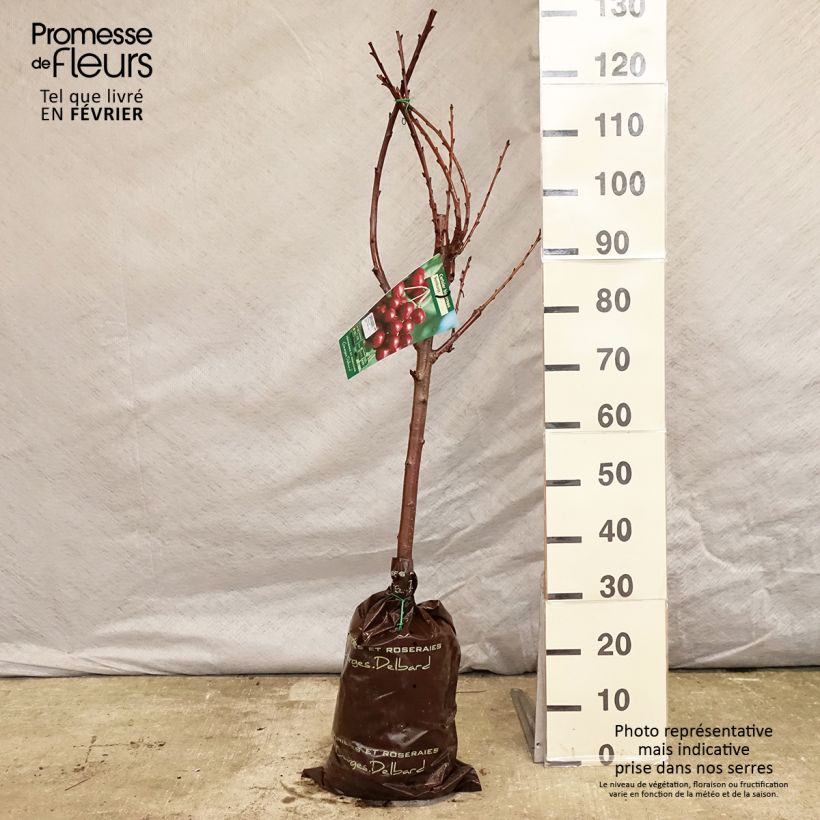 Amostra de Cerisier Bigarreau Sunburst - Prunus cerasus Torrão "Pronto a plantar", Copo tal como entregue no inverno