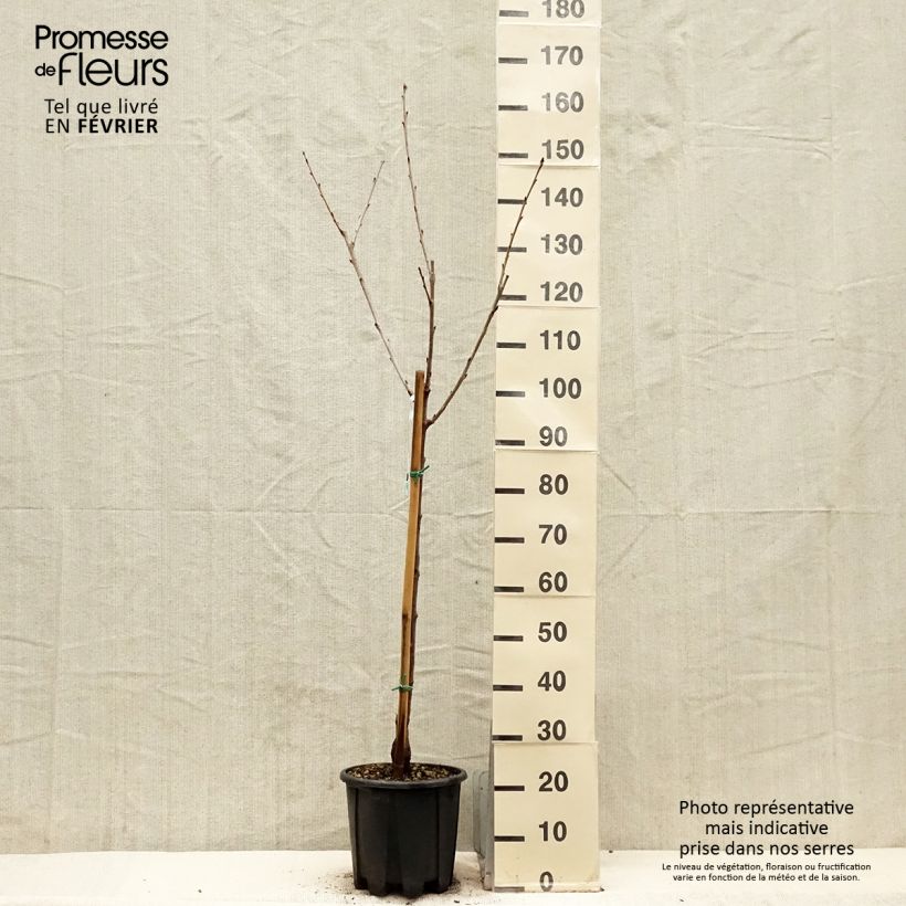 Amostra de Cerejeira Bigarreau Sweetheart - Prunus avium Vaso de 7,5 L/10 L, Copo tal como entregue no inverno