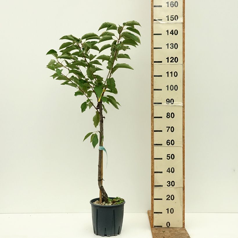 Amostra de Cerejeira Bigarreau Sweetheart - Prunus avium Vaso de 7,5 L/10 L, Copo tal como entregue no verão
