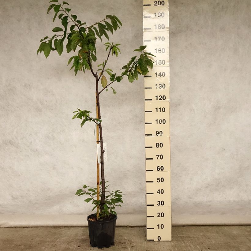 Amostra de Cerejeira Bigarreau Van - Prunus avium Vaso de 7,5 L/10 L, Meia haste tal como entregue no verão