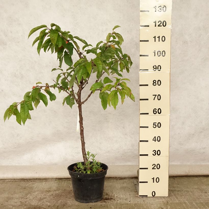 Amostra de Cerejeira Bigarreau Van - Prunus avium Vaso de 7,5 L/10 L, Copo tal como entregue no verão