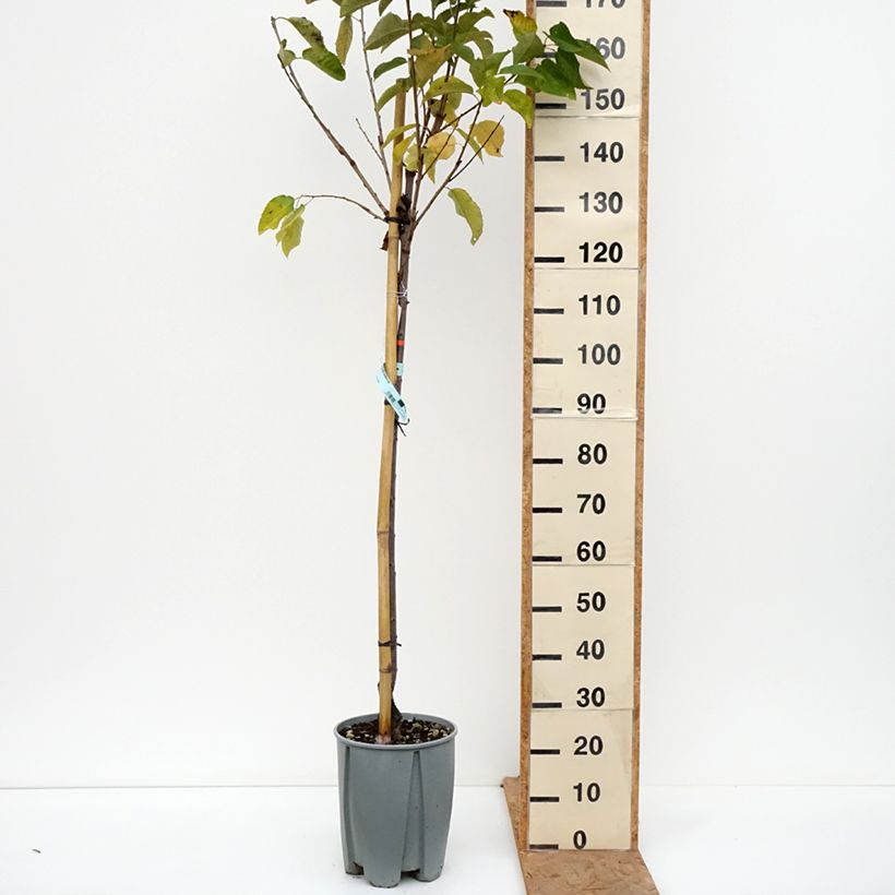 Amostra de Cerejeira Bigarreau Van - Prunus avium Vaso de 7,5 L/10 L, Meia haste tal como entregue no outono