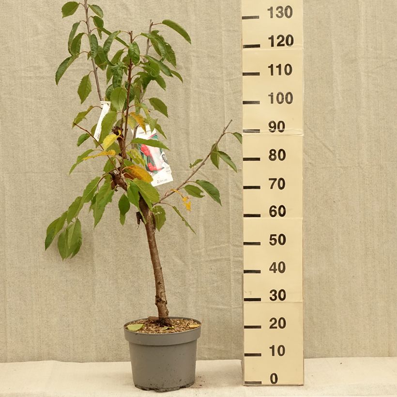 Amostra de Ginjeira Belle Magnifique Georges Delbard - Prunus cerasus Vaso de 7,5 L/10 L, Copo tal como entregue no outono