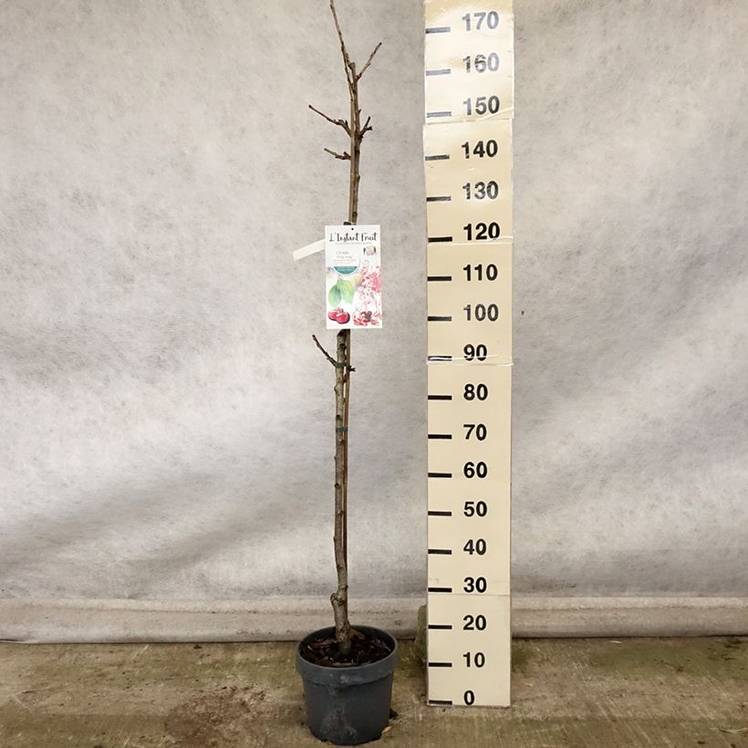 Amostra de Ginjeira Hong Kong colunnar - Prunus cerasus Vaso de 6 L/7 L, Colunar tal como entregue no outono