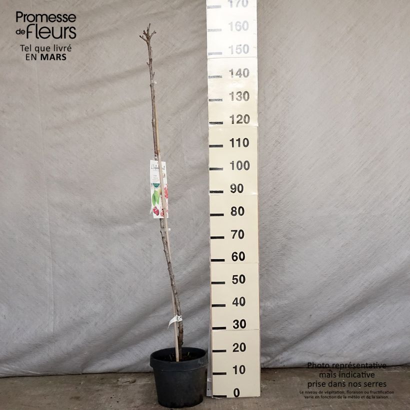 Amostra de Ginjeira Hong Kong colunnar - Prunus cerasus Vaso de 6 L/7 L, Colunar tal como entregue na primavera