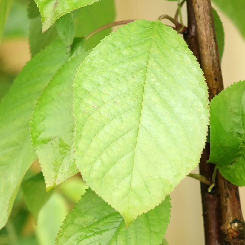 Ginjeira Hong Kong colunnar - Prunus cerasus (Folhagem)