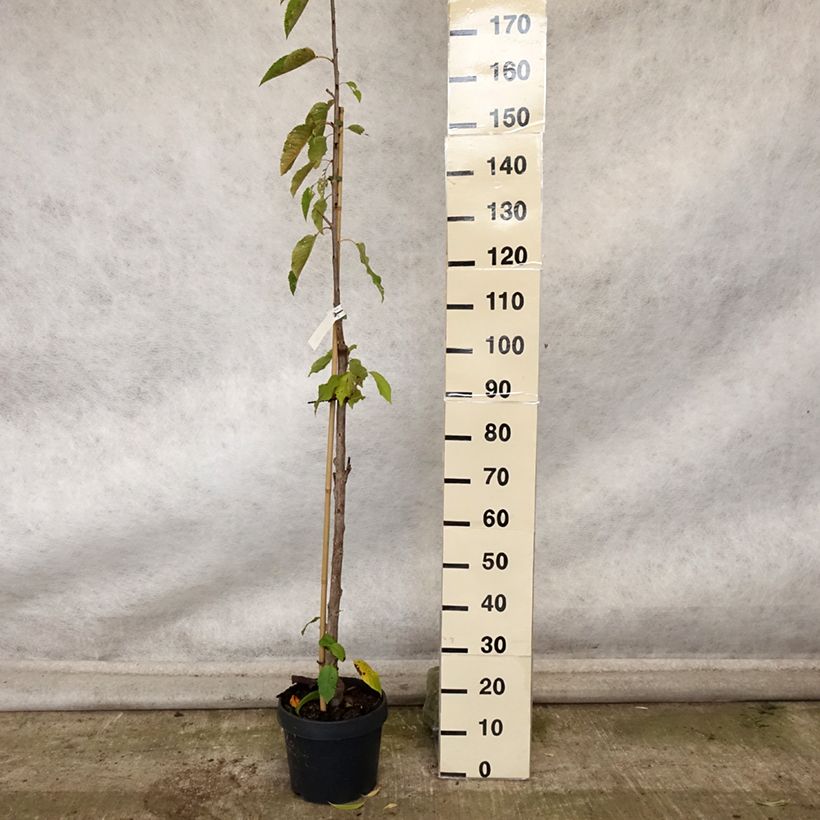 Amostra de Cerejeira Colunar de Xangai - Prunus cerasus Vaso de 6 L/7 L, Colunar tal como entregue no outono