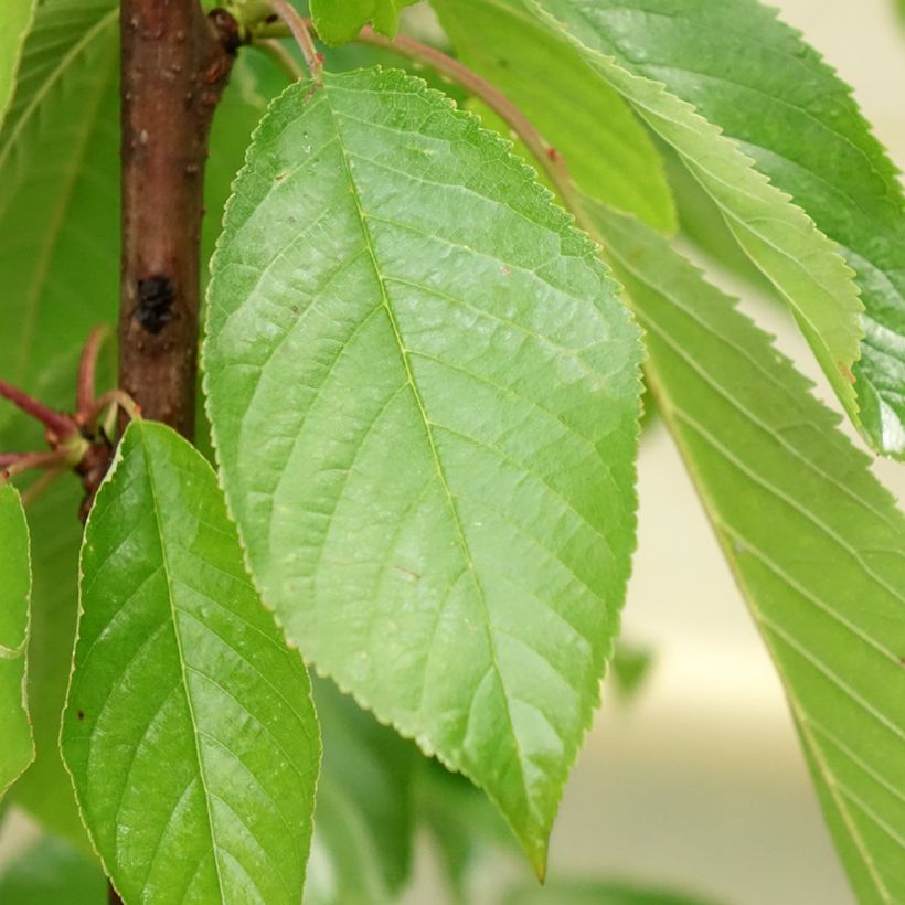 Cerejeira Colunar de Xangai - Prunus cerasus (Folhagem)