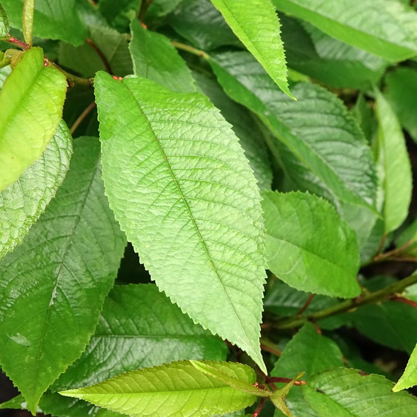 Cerejeira anã colonnaire Sylvia - Prunus avium (Folhagem)