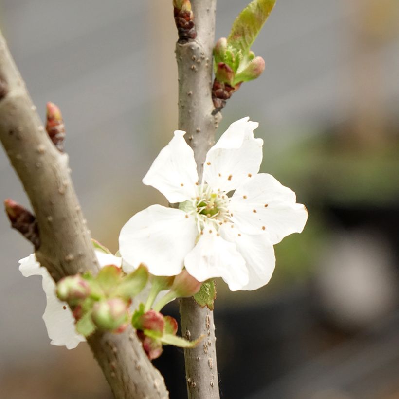 Cerejeira anã colonnaire Sylvia - Prunus avium (Floração)