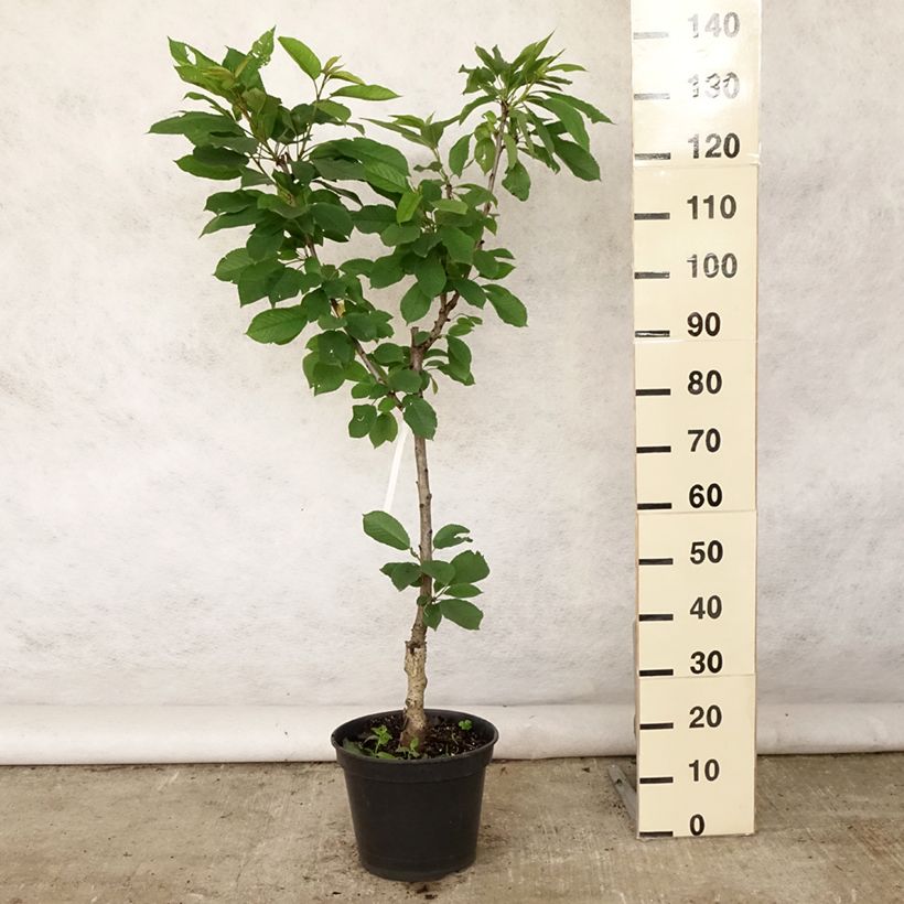 Amostra de Cerejeira anã colonnaire Sylvia - Prunus avium Vaso de 7,5 L/10 L, Copo tal como entregue no verão