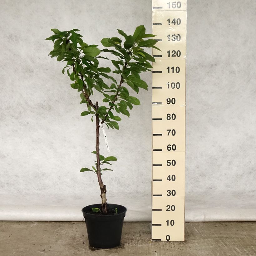 Amostra de Cerejeira anã colonnaire Sylvia - Prunus avium Vaso de 7,5 L/10 L, Copo tal como entregue na primavera
